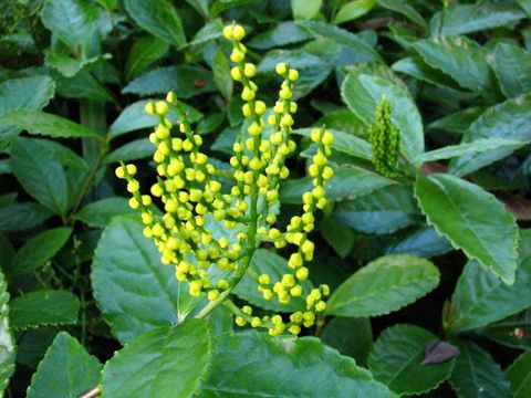 Image of <i>Chloranthus spicatus</i> (Thunb.) Makino