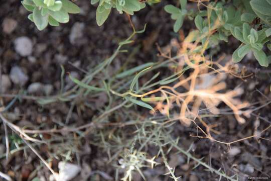 Image of Bupleurum fruticescens Loefl. ex L.