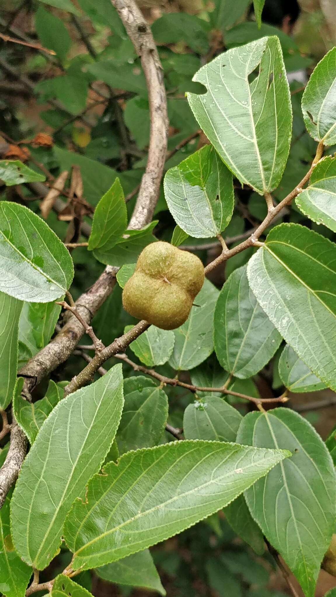 Image of Grewia bracteata Roth