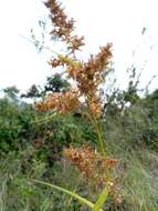 Image of Rhynchospora ruiziana Boeckeler