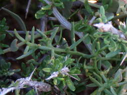 Image of Thesium triflorum Thunb. ex L. fil.