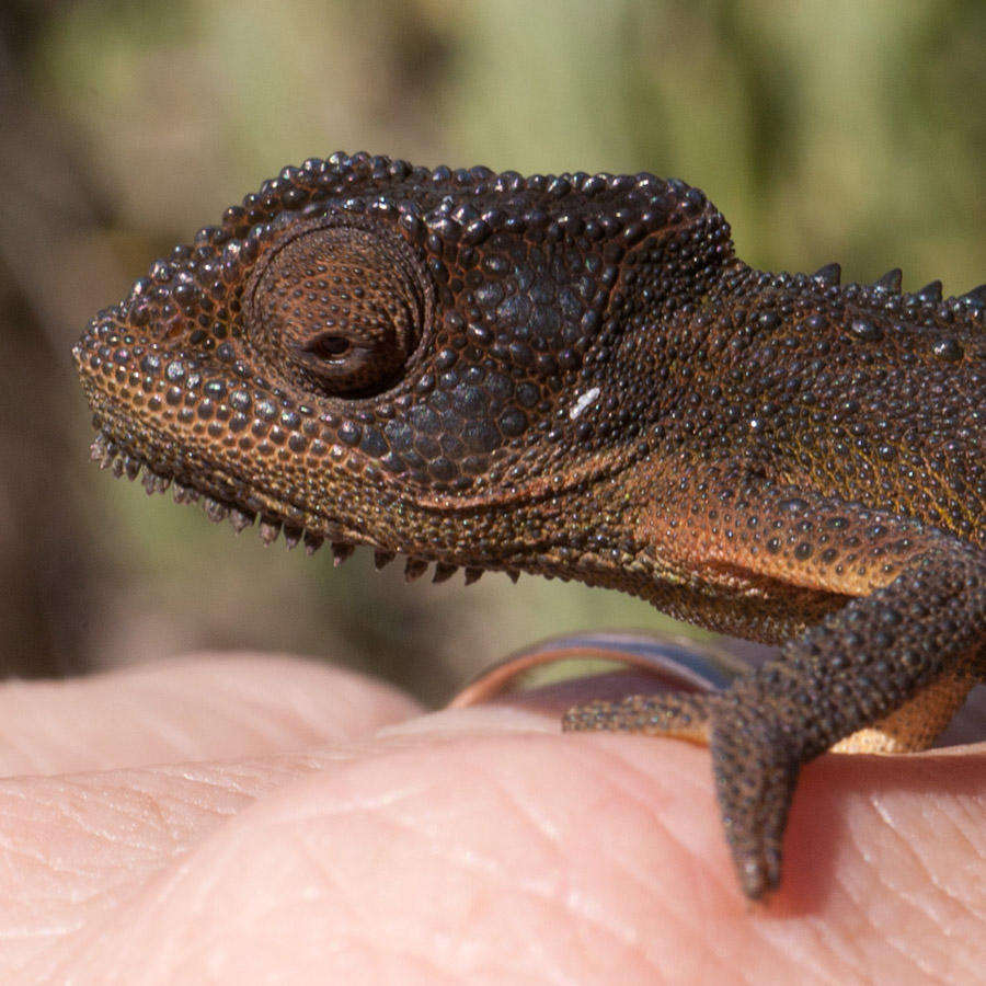 Image of Cape dwarf chameleon