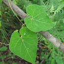 Image of Cynanchum wilfordii (Maxim.) J. D. Hook.