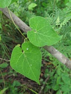 Image of Cynanchum wilfordii (Maxim.) J. D. Hook.