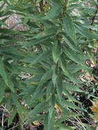 Image of Canada goldenrod