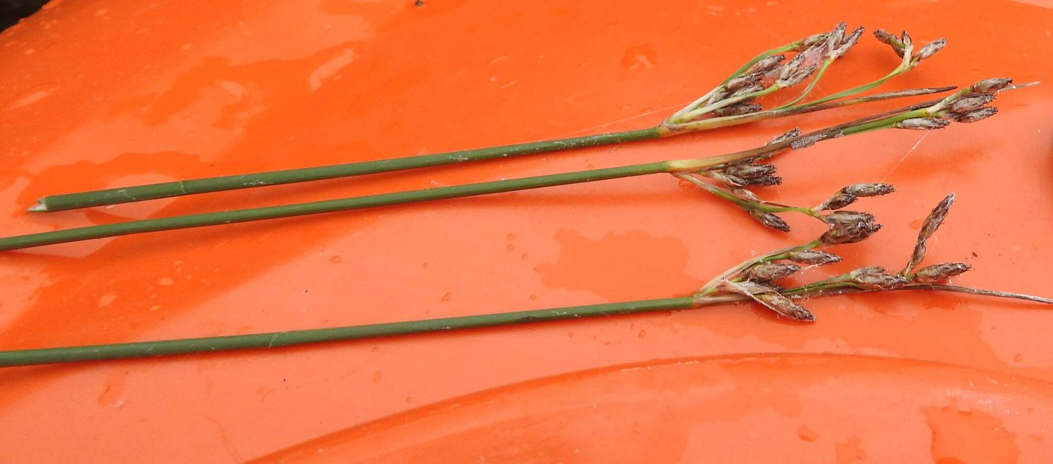 Image of slender bulrush