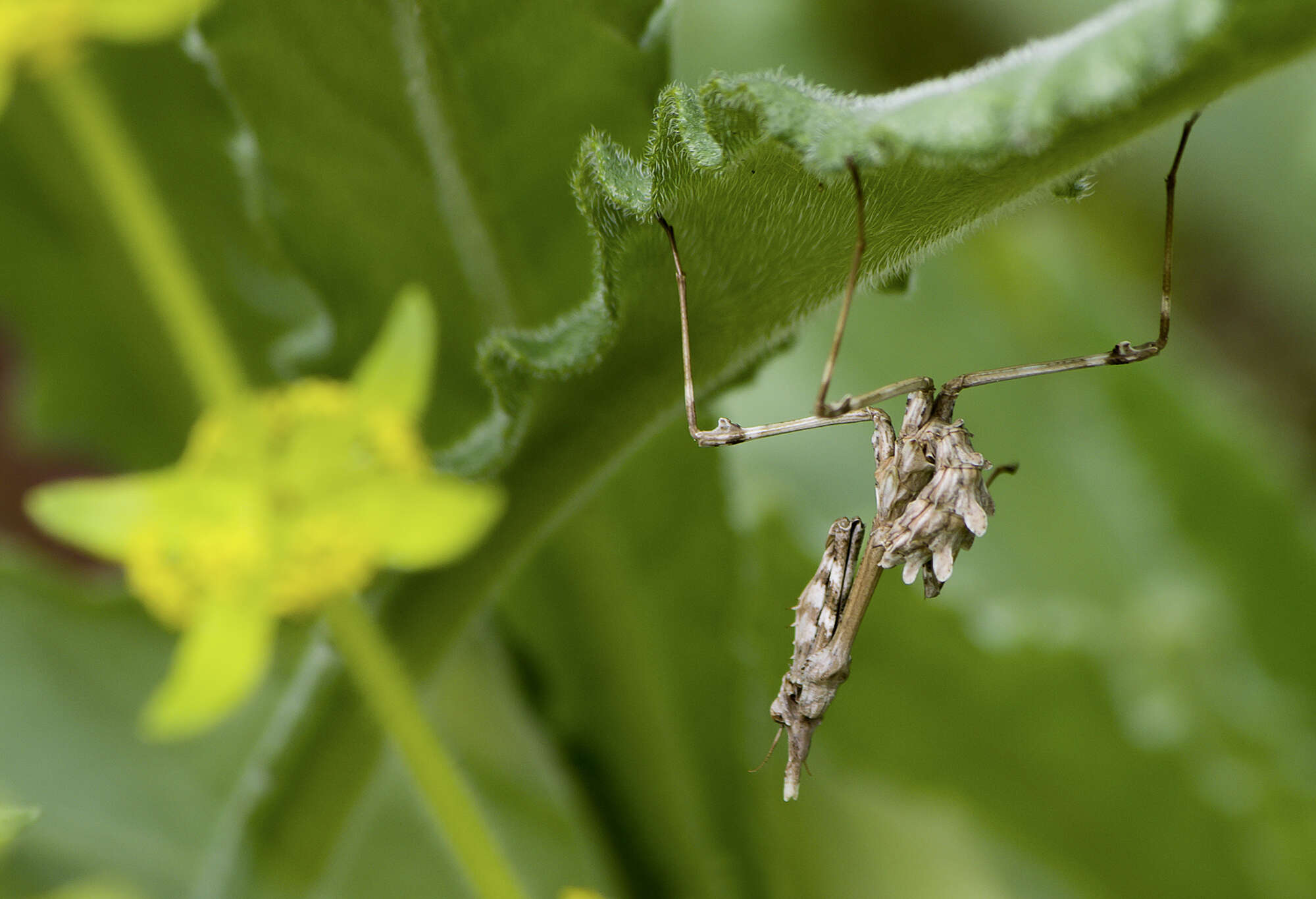 Image of Empusa fasciata Brulle 1832