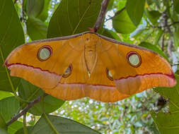 Image of Tasar Silk Moth