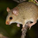 Image of Red-nosed mouse