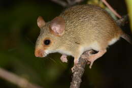 Image of Red-nosed mouse