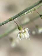 Image of Parry's buckwheat