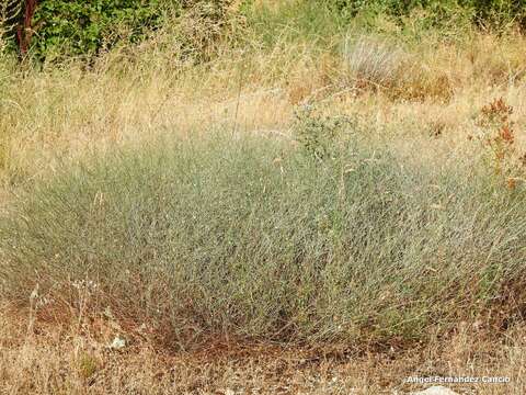 Image of Rumex induratus Boiss. & Reuter