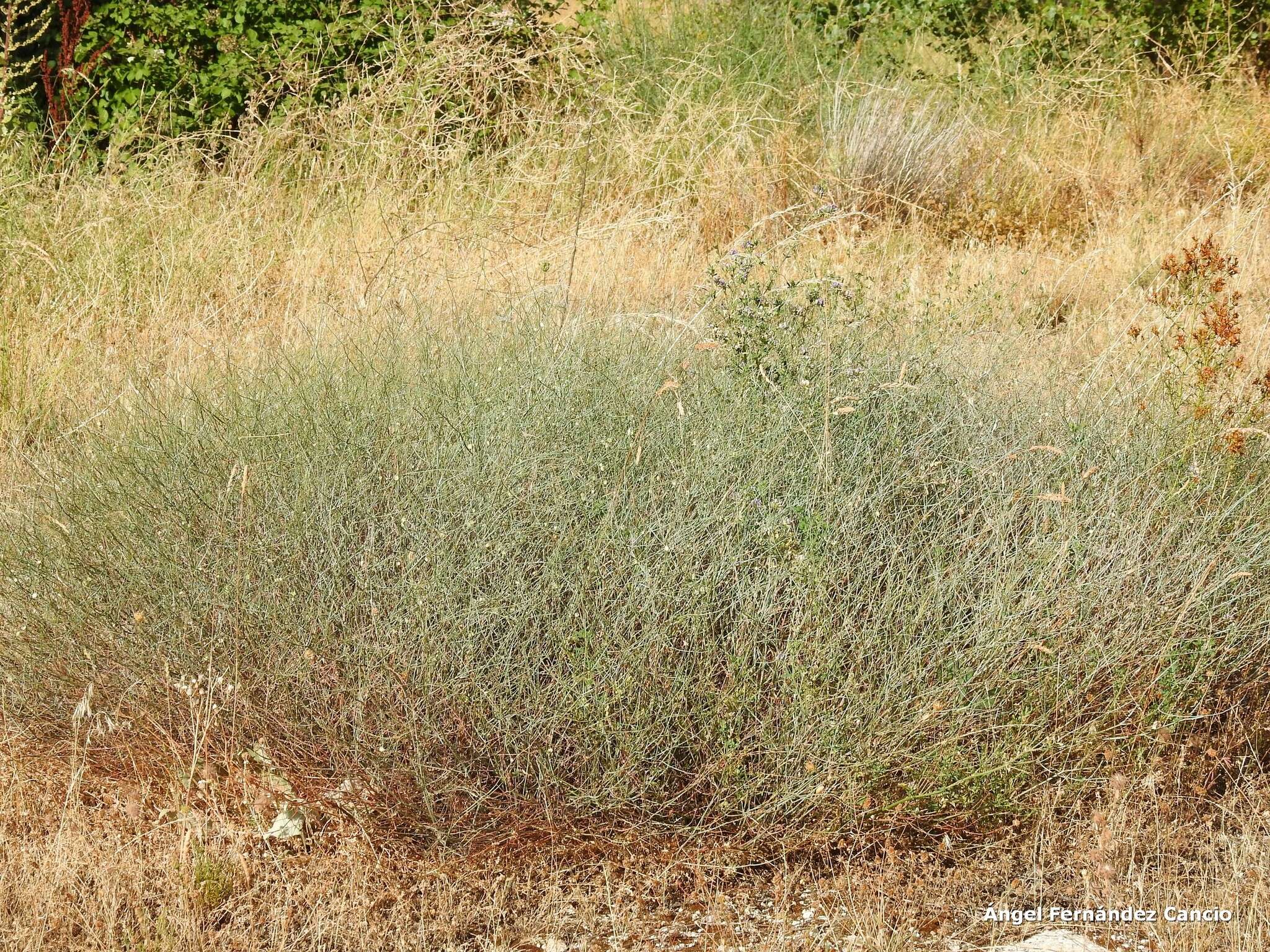 Image of Rumex induratus Boiss. & Reuter