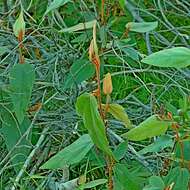 Imagem de Lasiopetalum macrophyllum R. Grah.