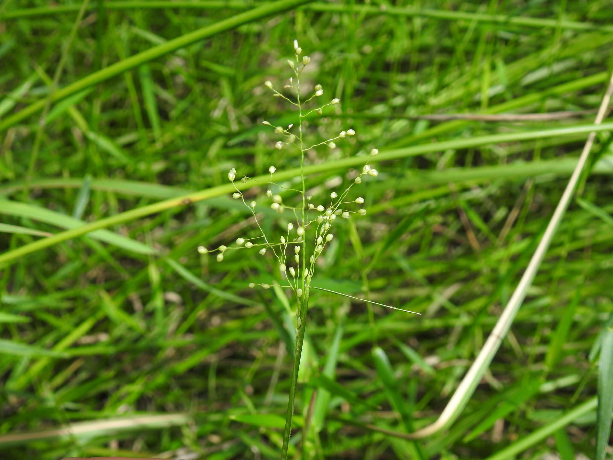 Image of Swamp Millet