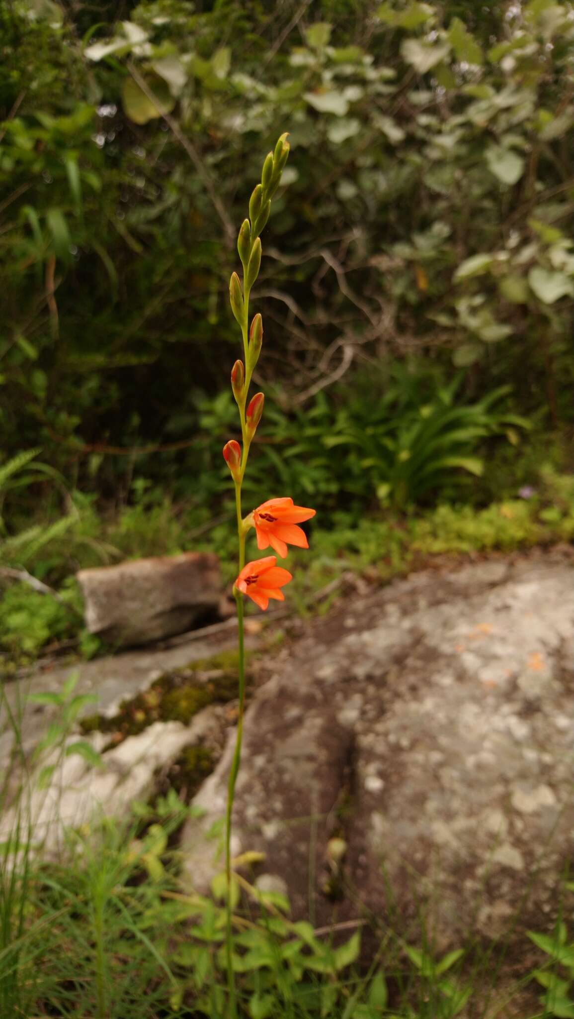 Image of Tritonia disticha (Klatt) Baker