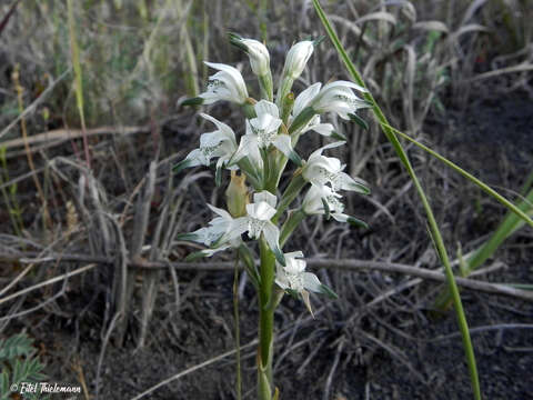 Image of Chloraea multiflora Lindl.