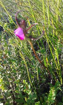 Image of Disperis capensis var. capensis