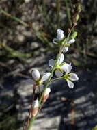 Image de Heliophila macowaniana Schltr.