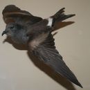 Image of Guadalupe Storm Petrel