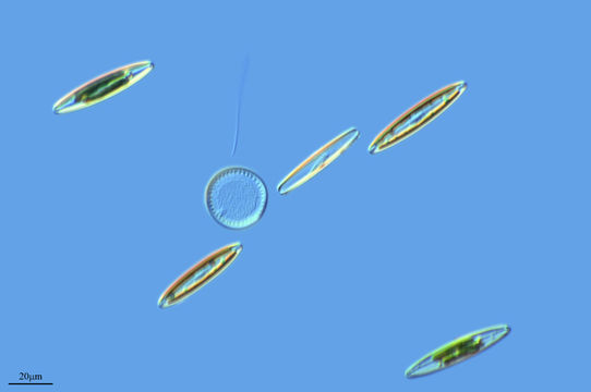 Image of <i>Cyclotella comta</i>