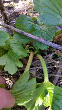 Image of California larkspur