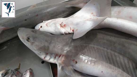 Image of Common Smoothhound