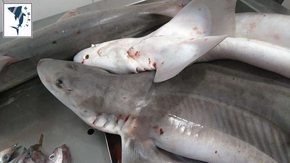 Image of Common Smoothhound