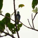 Image of Masked Tanager
