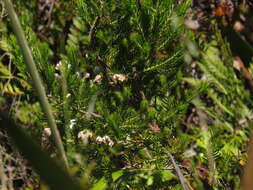 Image of Erica triflora var. triflora