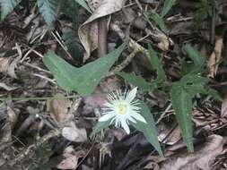 Passiflora capsularis L. resmi