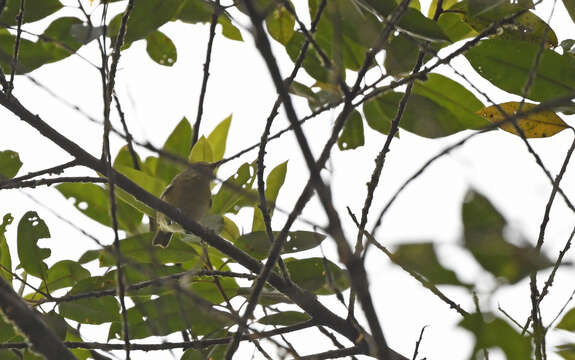 Image of Yellow-breasted Antwren