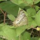 Image of Anartia jatrophae luteipicta Fruhstorfer 1907