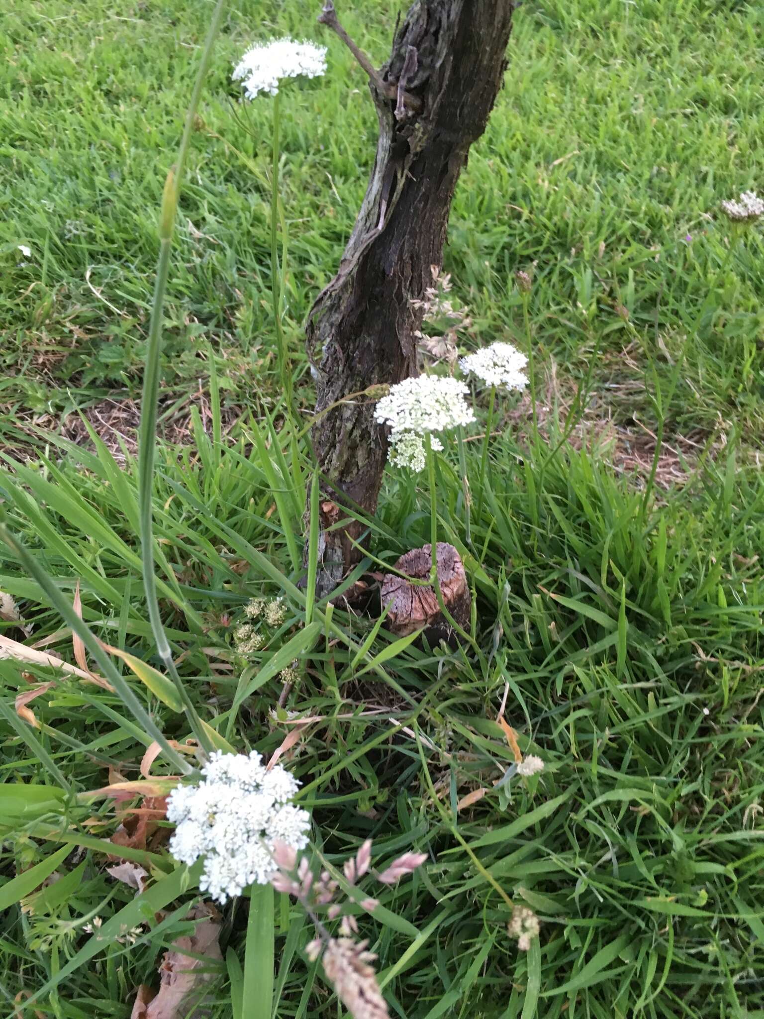 Image of corky-fruited water-dropwort