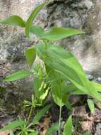 Image of Polygonatum biflorum var. biflorum