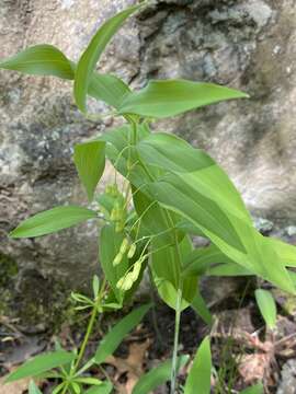 Image of Polygonatum biflorum var. biflorum