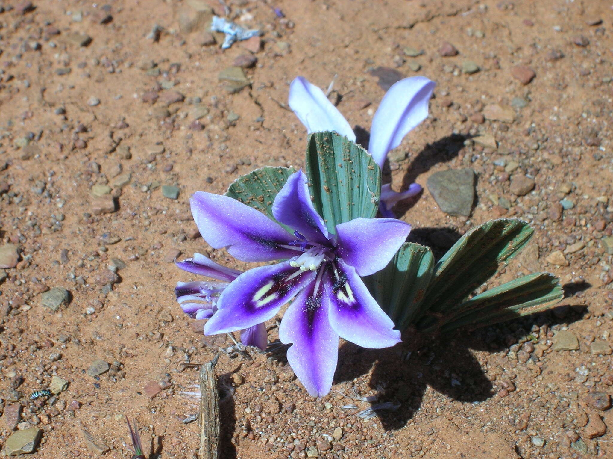 Image of Babiana cuneata J. C. Manning & Goldblatt