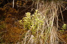 صورة Hubertia tomentosa var. conyzoides (Bory) C. Jeffrey