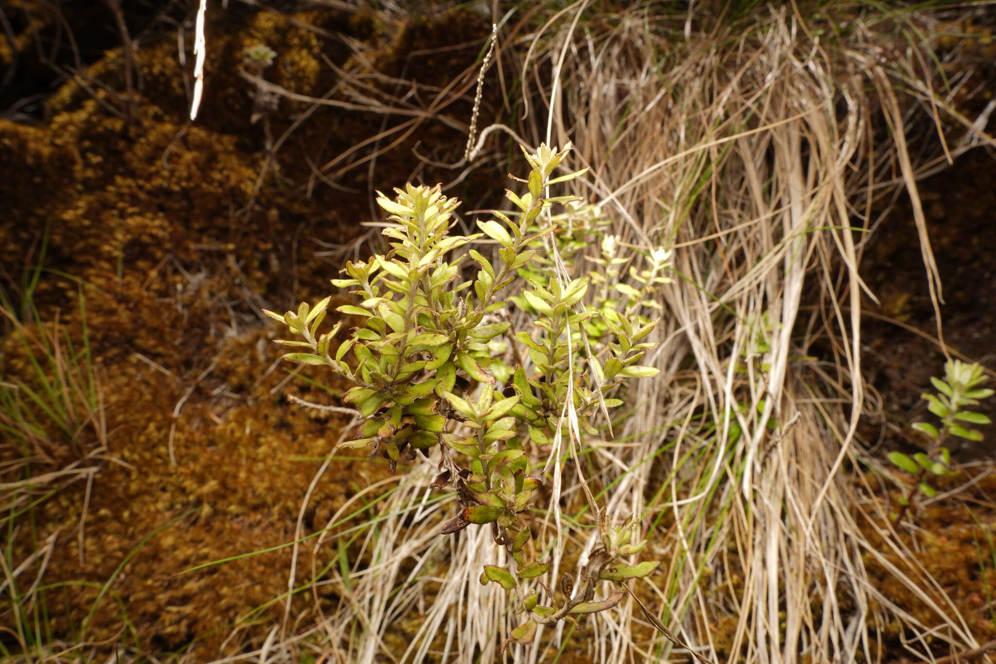 Слика од Hubertia tomentosa var. conyzoides (Bory) C. Jeffrey