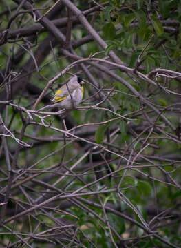 Image of Lawrence's Goldfinch