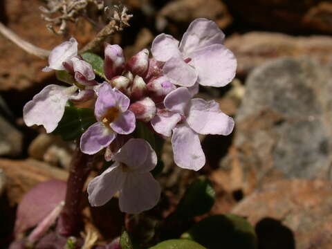 Plancia ëd Iberis spathulata Bergeret