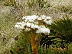 Image of Aciphylla crosby-smithii Petrie