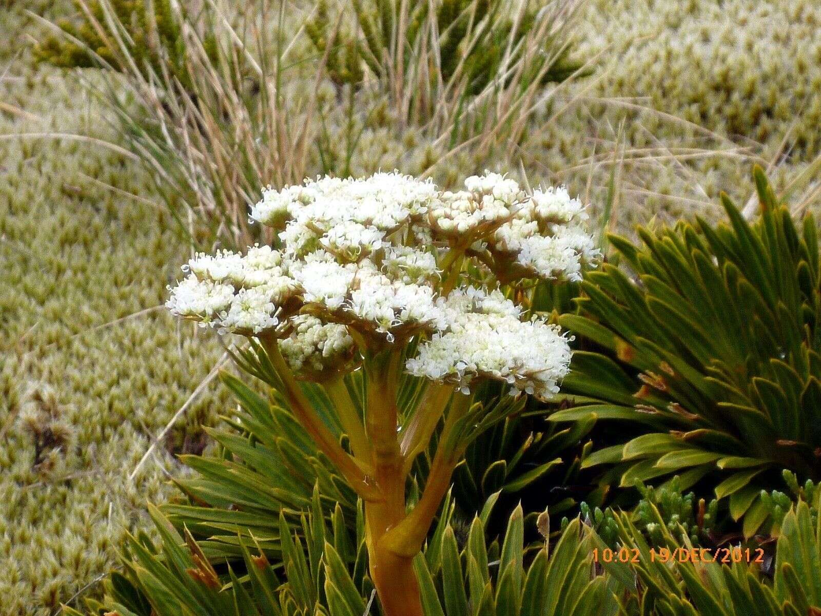 Image of Aciphylla crosby-smithii Petrie