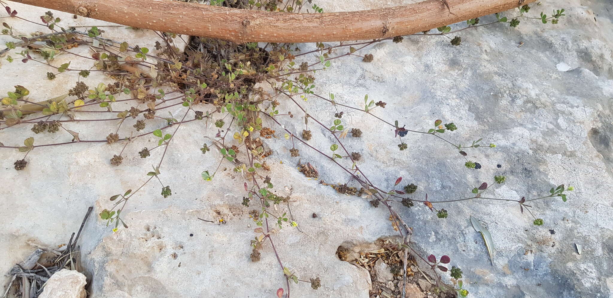 Слика од Medicago coronata (L.) Bartal.