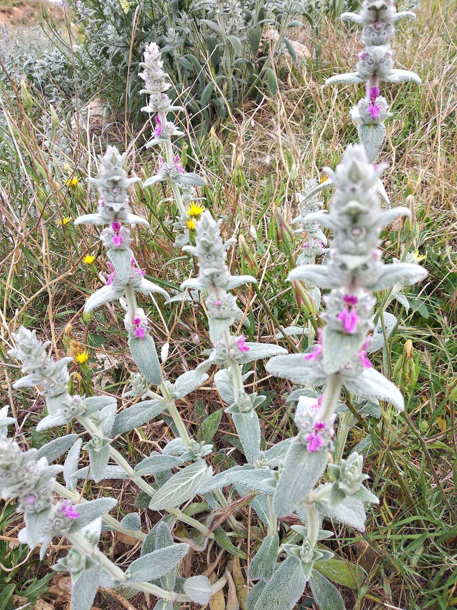 Stachys cretica L. resmi