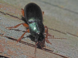 Image of Ophonus (Ophonus) laticollis Mannerheim 1825