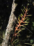 Image de Tillandsia calothyrsus Mez