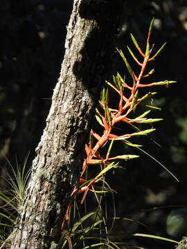 Image de Tillandsia calothyrsus Mez