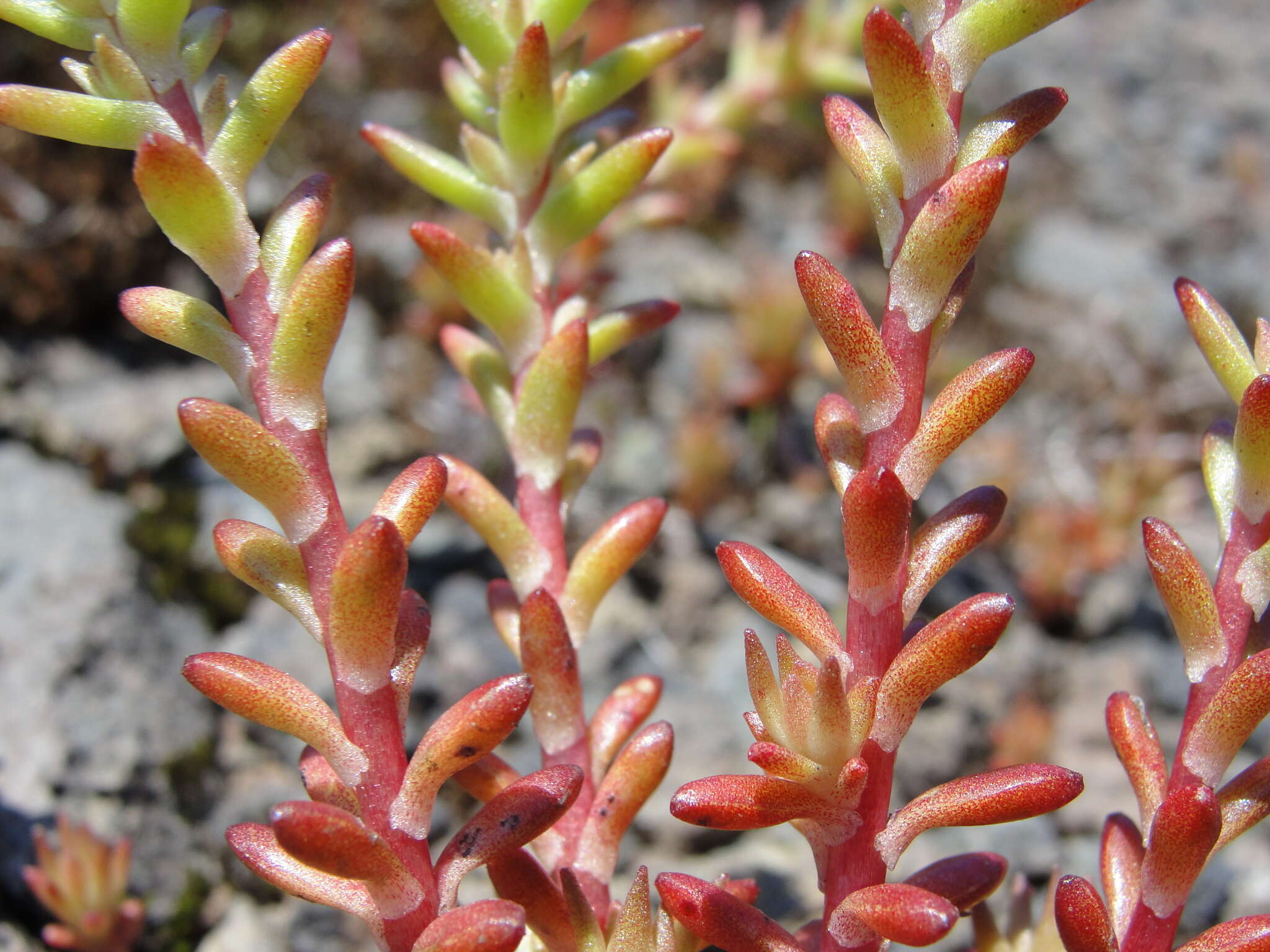 صورة Sedum stenopetalum subsp. stenopetalum