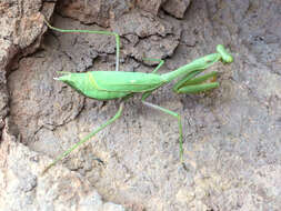 Image of Stagmomantis limbata Hahn 1835